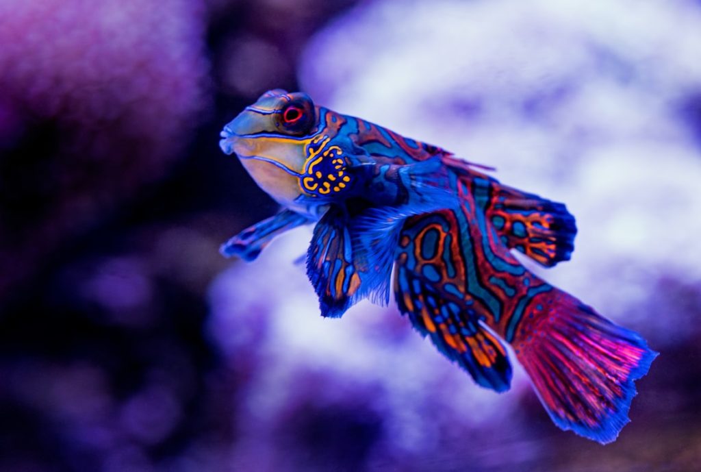 poisson rare aquarium lisbonne