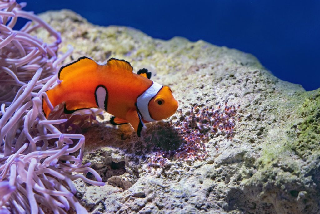 poisson clown aquarium lisbonne