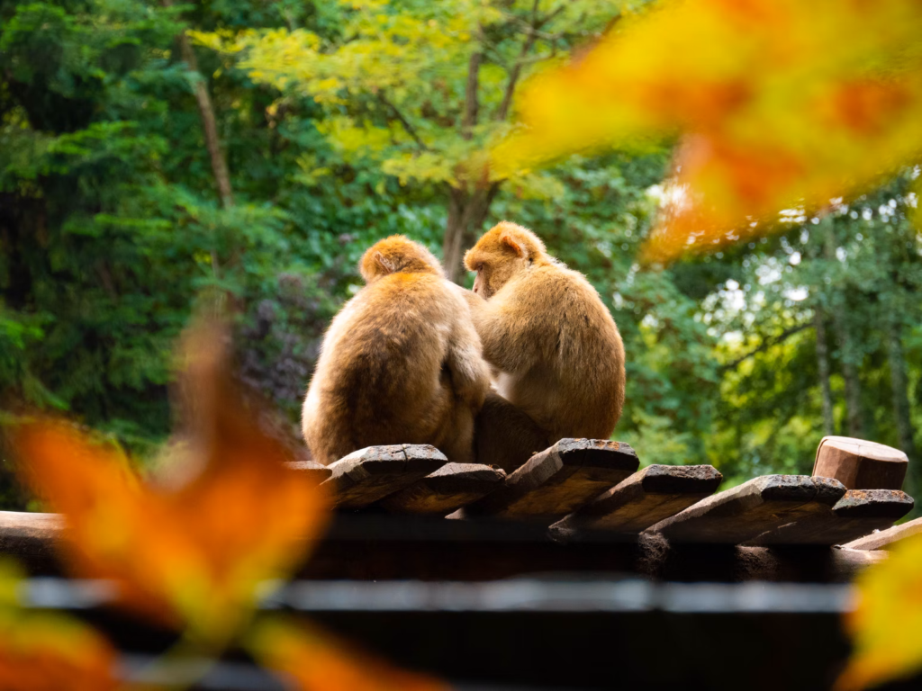 singe zoo de beauval