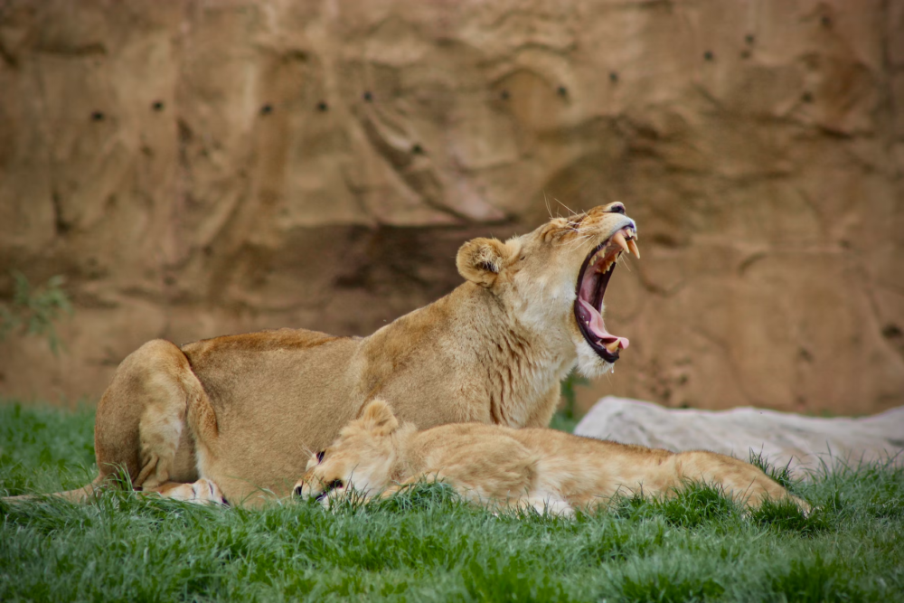 billet zoo de beauval