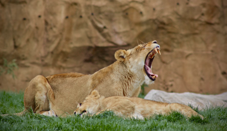 billet zoo de beauval