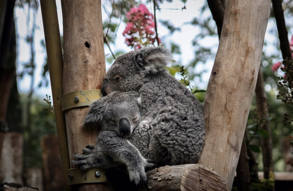koala zoo de beauval