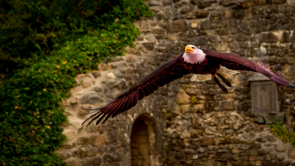 spectacle puy du fou