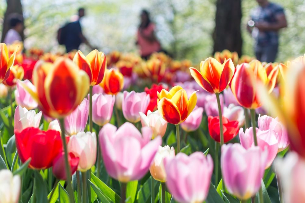 keukenhof