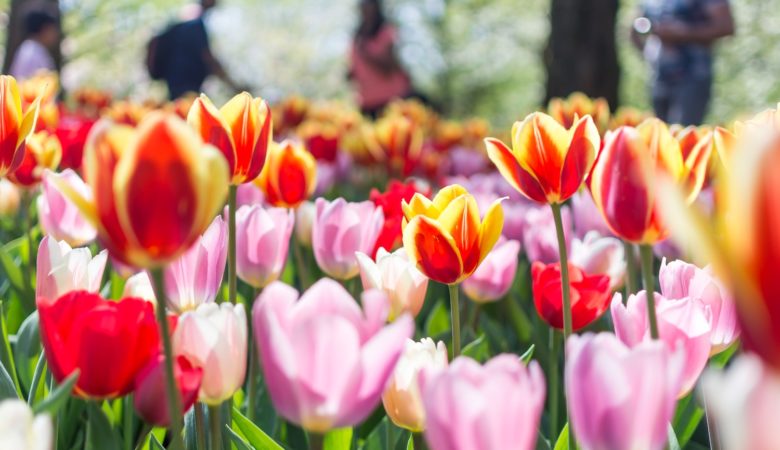 keukenhof