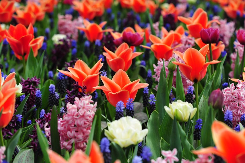 tulipes keukenhof