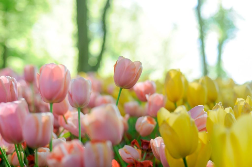 bulbes de tulipe keukenhof