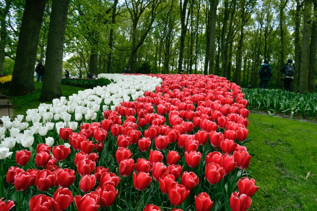 parc tulipe keukenhof